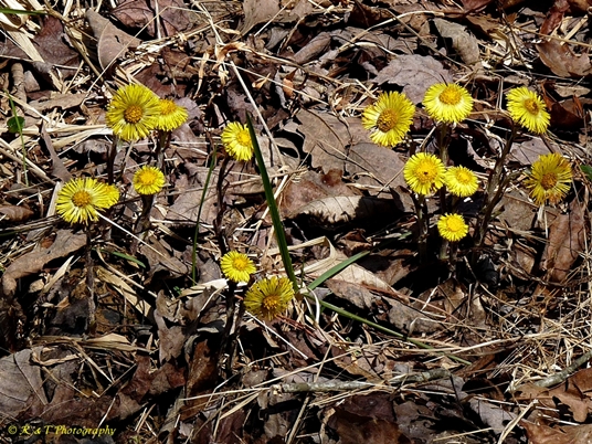 {Tussilago farfara}